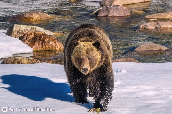 Jasper Wildlife During February